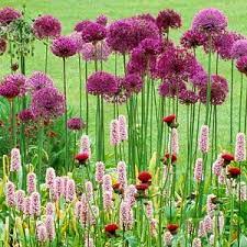 hardiness zones in the united kingdom paarse tuin tuin struiken tuin kanten