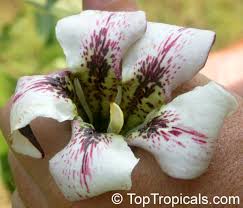 Image result for Rothmannia longiflora