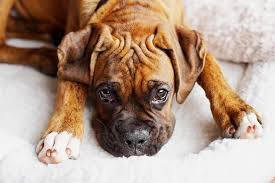 Your puppy should gain about 2 pounds a week for the first 6 months of his what if my boxer puppy won't eat. Boxer Puppy Keeps Throwing Up Vet Answer Houndgames
