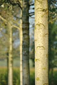 Image result for Populus ×  canescens