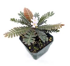 Image result for Biophytum