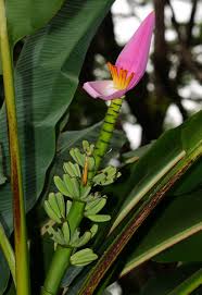 Image result for Musa ornata