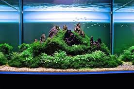 Pin By Total Fish And Pets On Nature Aquarium Aquarium Landscape Nature Aquarium Aquascape Aquarium