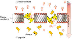 Solution or across a semipermeable membrane. Transport Across Membranes Boundless Anatomy And Physiology