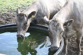 Pigweed is generally found in gardens, cultivated or abandoned fields. Cows Suck Up More Of California S Water Than Almonds Bloomberg