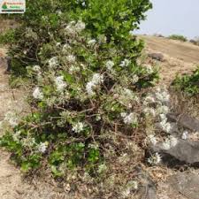 Image result for Pavetta crassipes