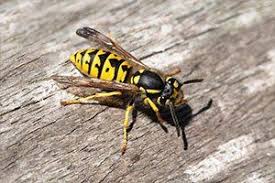 As your local southgate pest controllers we understand that if you uncover a wasp nest or you find rats in your commercial premesis, then you will require a fast and efficient service. Pest Control Services In The Taylor And Dearborn Heights Mi Area