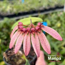Image result for Bulbophyllum longiflorum