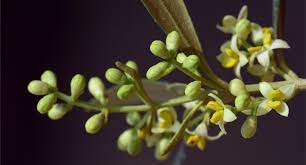 The flowering dogwood is a good choice for planting near utility lines, larger buildings or patios. Olive Trees Need Cold Weather Why How To Grow Olive In Cold Weather