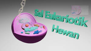 Selain itu, sel hewan biasanya memiliki vakuola yang lebih kecil. Penjelasan Tentang Sel Eukariotik Hewan Bagian Organel Sel Hewan Fungsi Organel Sel Youtube