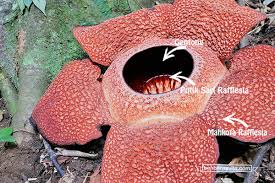 Maybe you would like to learn more about one of these? 27 Gambar Bunga Raflesia Dan Bunga Bangkai Gambar Keren Coy
