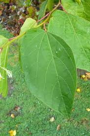 Image result for Alangium chinense