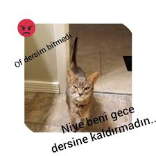 Hafiz Nisa Adli Kullanicinin Bir Sevdadir Hafizlik حافظه Panosundaki Pin 2020 Komik Capsler Komik Mizah