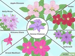 Aurora, co 80014 map · phone number. How To Plant Clematis 13 Steps With Pictures Wikihow