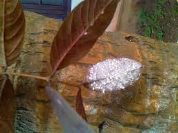 Maybe you would like to learn more about one of these? Forum Pests On Guavas