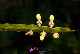 Image result for Microcoelia physophora