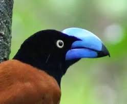 Image result for Vangueria vestita