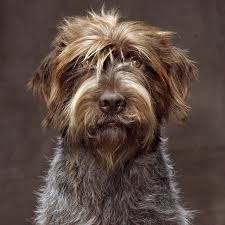 Coffeentrees More Portraits For The Wolftowoof Evolution Of Dogs Book Proposal A Great Dog From The Westminster Dog Show The Griffon Dog Dogs Dog Breeds