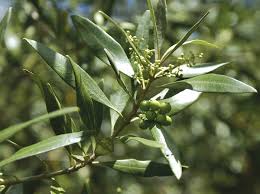 Image result for Olea capensis