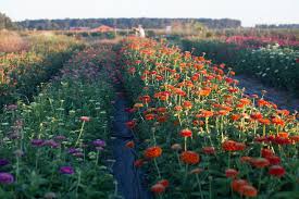 Maybe you would like to learn more about one of these? Meet The 2019 Floret Scholarship Winners Floret Flowers