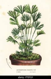 Image result for Actiniopteris dimorpha