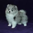 PuppyFind | Pomeranian Puppies for Sale