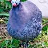 Check spelling or type a new query. Royal Purple Guinea For Sale