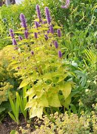 Agastache Rugosa Golden Jubilee Plants Golden Jubilee Country Gardening