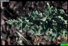 Image result for Sinopteridaceae