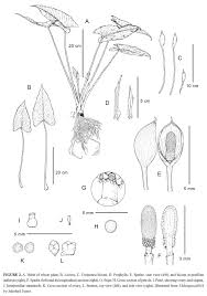 Image result for Inhambanella