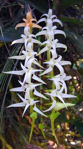 Image result for Cyrtorchis arcuata