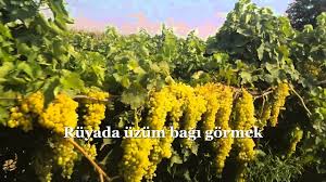 Ruyada Uzum Bagi Gormek Youtube