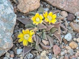 Image result for Nananthus