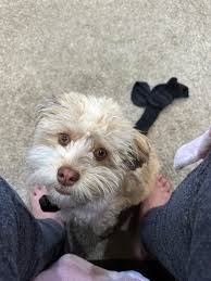 Reunited. Found Lynx Point Siamese mix. Eagle.