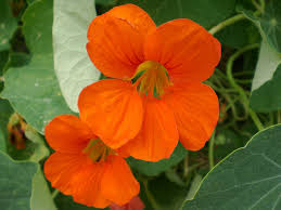 Easy flowers to grow from seed uk. 5 Easy Pollinators To Grow From Seed B B Barns Garden Center Landscape Services