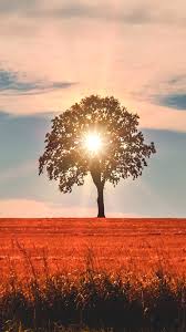 Lonely Tree Evening Fields Sunset 4k Ultra Hd Mobile Wallpaper We hope you enjoy our growing collection of hd images to use as a background or.