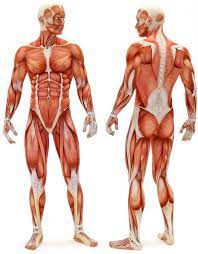 6 best printable worksheets muscle anatomy. Amazon Com Human Male Musculoskeletal System Muscles Anatomy Educational Chart Cool Wall Decor Art Print Poster 24x36 Home Kitchen