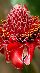 Pin On Flower Power