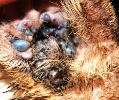 Feline Apocrine Cysts Cystomatosis 12 Cases 2011 2013 Mspca Angell