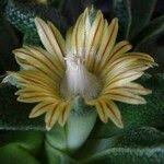 Image result for Nananthus aloides