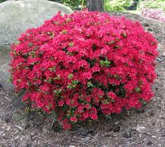 Rhododendron Obtusum Canzonetta V Vi Halbschatten Bepflanzung Garten Blumen