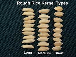 In march, farmers begin to prepare their fields for planting. Long Medium And Short Grain Types