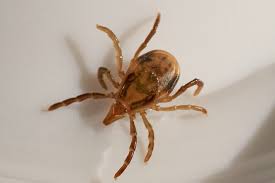 Image result for Tick Paralysis