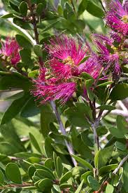 Image result for Callistemon