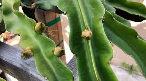 Dragon fruit need to grow up a trellis, but they need to be able to hang their side branches out from the main stem (or from a beam or frame on top of the trellis) in an arc. Tipping Dragon Fruit Branch To Help Induce Buds Youtube