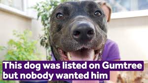 Check spelling or type a new query. Don T Sell Your Pet On Gumtree We Have Safer Solutions For Rehoming Unwanted Animals Mayhew