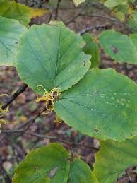 Image result for Hamamelis mollisi