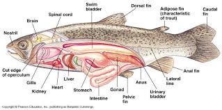 Plant Root Cell Diagram Fish Anatomy Fish Anatomy