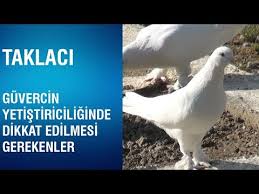Taklaci Mardin Guvercin Mezati Youtube