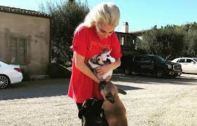 Lady gaga is offering $500,000 for the return of her two french bulldogs after someone stole them walker wednesday evening in lady gaga's dog have two. 500 000 Reward Offered For Lady Gaga S Stolen Dogs In Hollywood Shooting Philstar Com
